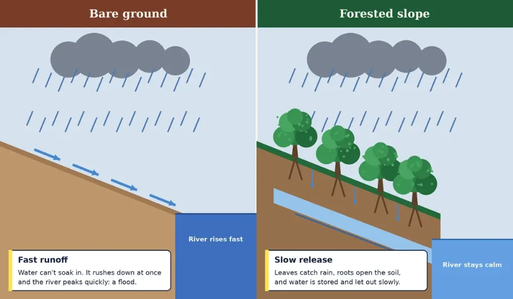 Side-by-side diagram: heavy rain on bare ground runs off quickly into a river, while rain on a forested slope is caught by leaves, soaks into soil, and reaches the river slowly