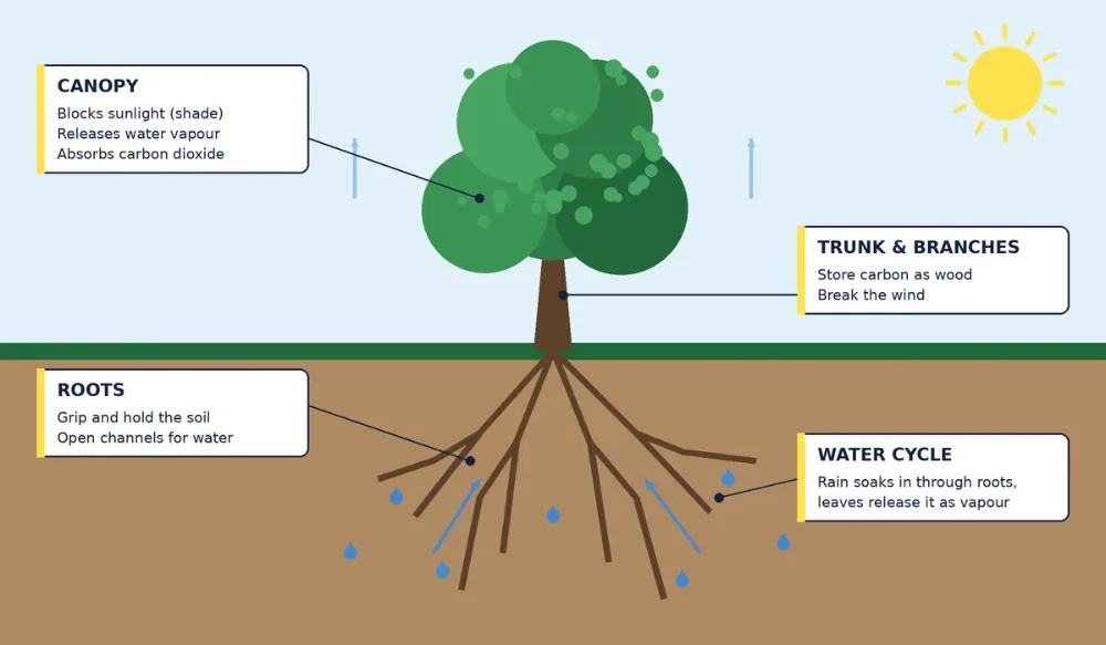 Cross-section of a tree showing the canopy giving shade and releasing water vapour, the trunk storing carbon, and the roots holding soil and absorbing rainwater